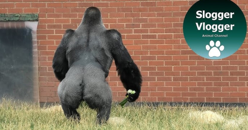 Gorila Silverback Belajar Berjalan Tegak Seperti Manusia
