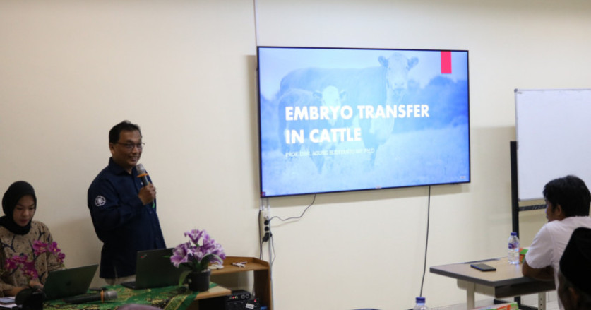 Transfer Embrio: Solusi Genetik Unggul untuk Sapi Perah