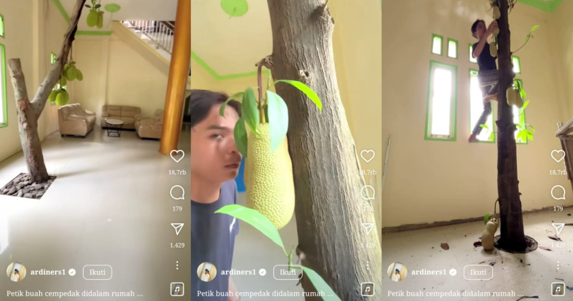 Unik, Pohon Cempedak Ini Tumbuh Di Dalam Rumah dan Berbuah Lebat
