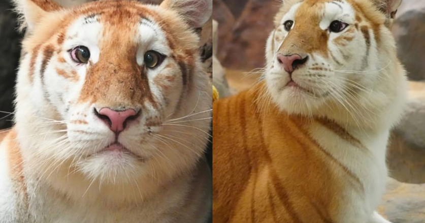 Ini Potret Ava, Harimau Belang Emas yang Viral karena Lucu dan Menggemaskan 
