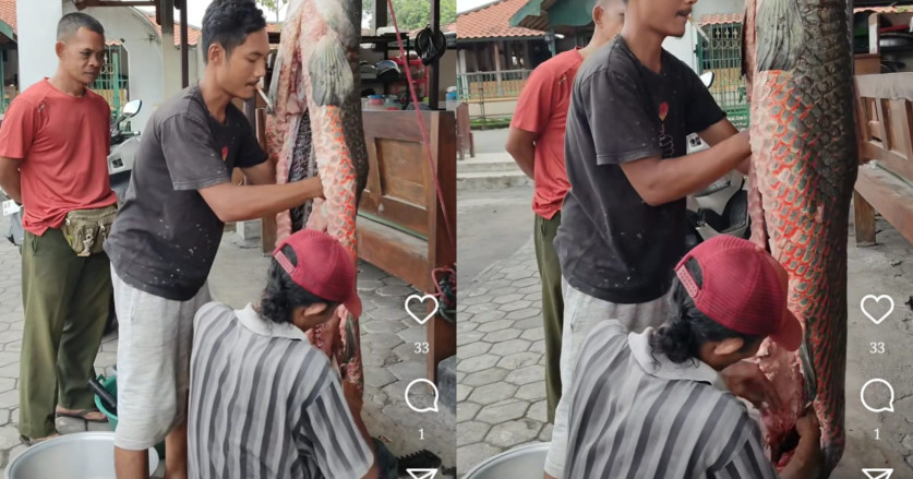 Sambut Ramadan, Warga Sleman Ini Bakar Sate Ikan Arapaima Gigas Seukuran Manusia