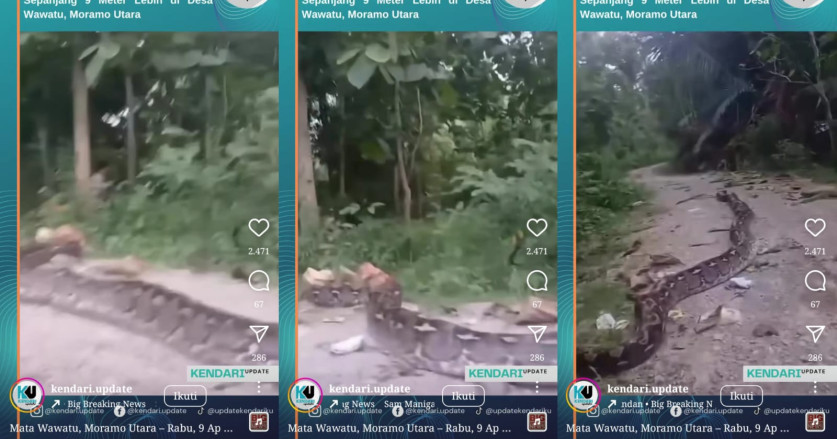 Cari Sapinya di Kebun, Dua Remaja Ini Malah Bertemu Piton Raksasa Sepanjang 9 Meter