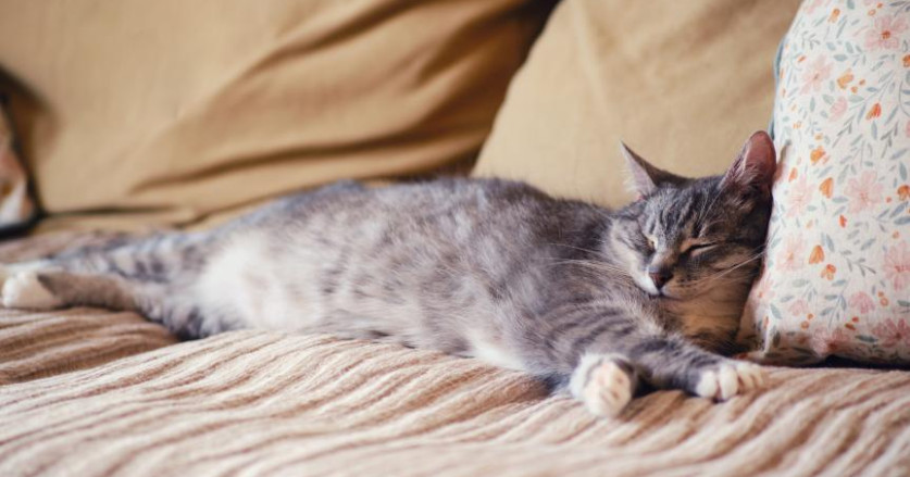 11 Tanda Kucing Anda Mungkin Mendekati Akhir Hidupnya
