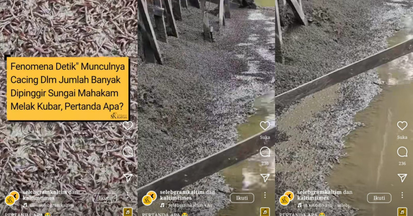 Fenomena Sungai Mahakam Dipenuhi Jutaan Cacing Ini Bikin Merinding