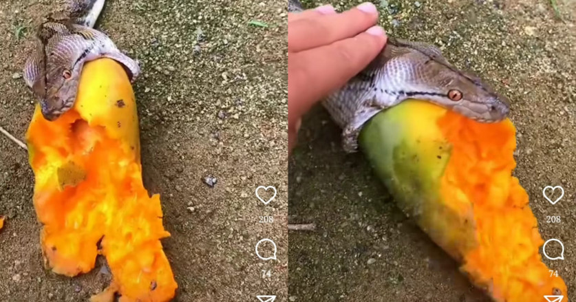 Ular Piton Ini Mati Usai Mencoba Menelan Buah Pepaya