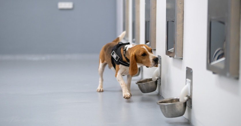 SpotitEarly: Inovasi Deteksi Kanker dengan Anjing dan AI