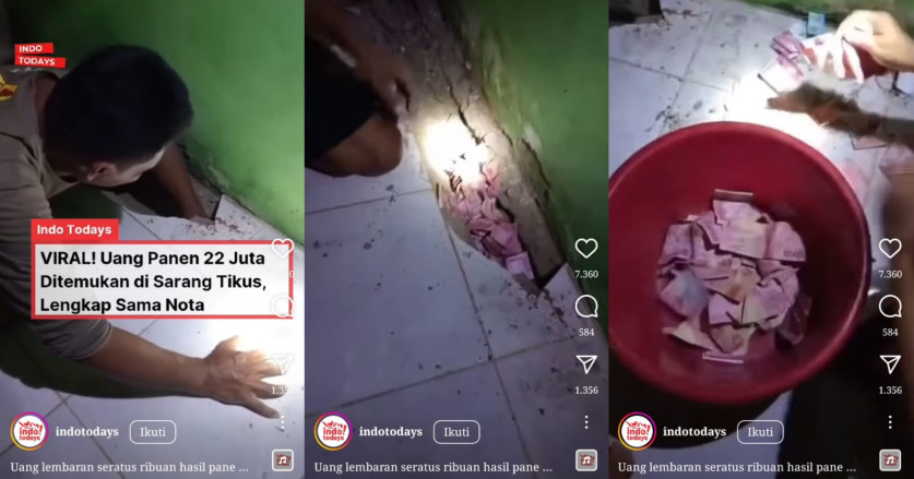 Uang Rp22 Juta Hasil Panen Ini Ditemukan Di Sarang Tikus Di Bawah Lantai Rumah