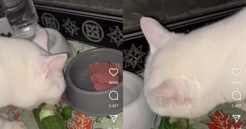 Doyan Lalap Mentimun Saat Makan, Kucing Ini Dijuluki Asli Sunda