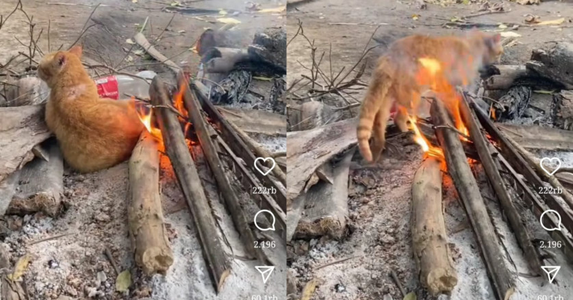Kucing Oyen Ini Disebut Punya Ilmu Kebal Api, Duduk Diperapian Tapi Tak Terbakar