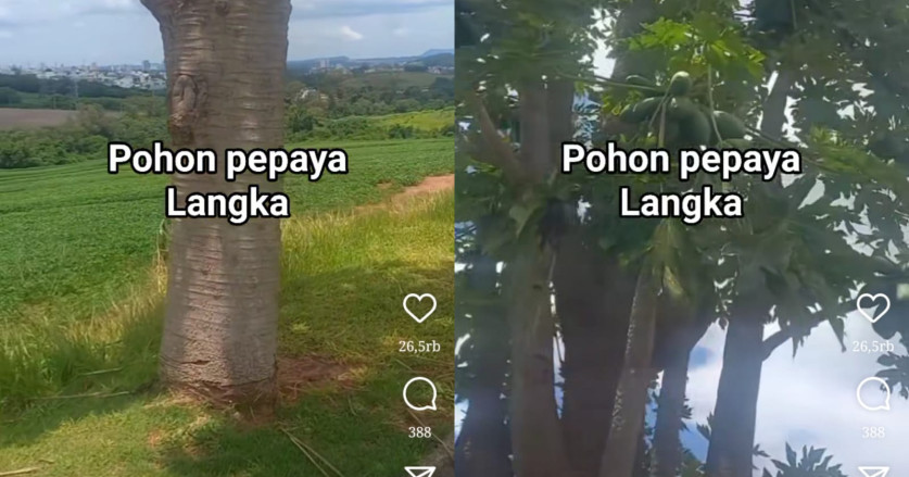 Punya Ukuran yang Tidak Biasa, Pohon Pepaya Langka Ini Viral
